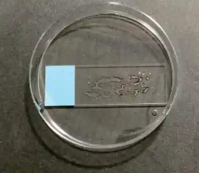 Fryer oil on a lab slide